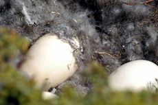 Magellangans (2 von 9).jpg